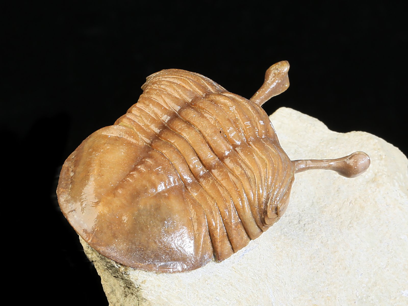 k 10929 10 Asaphus kowalewskii LAWROW 1868 - Image 11