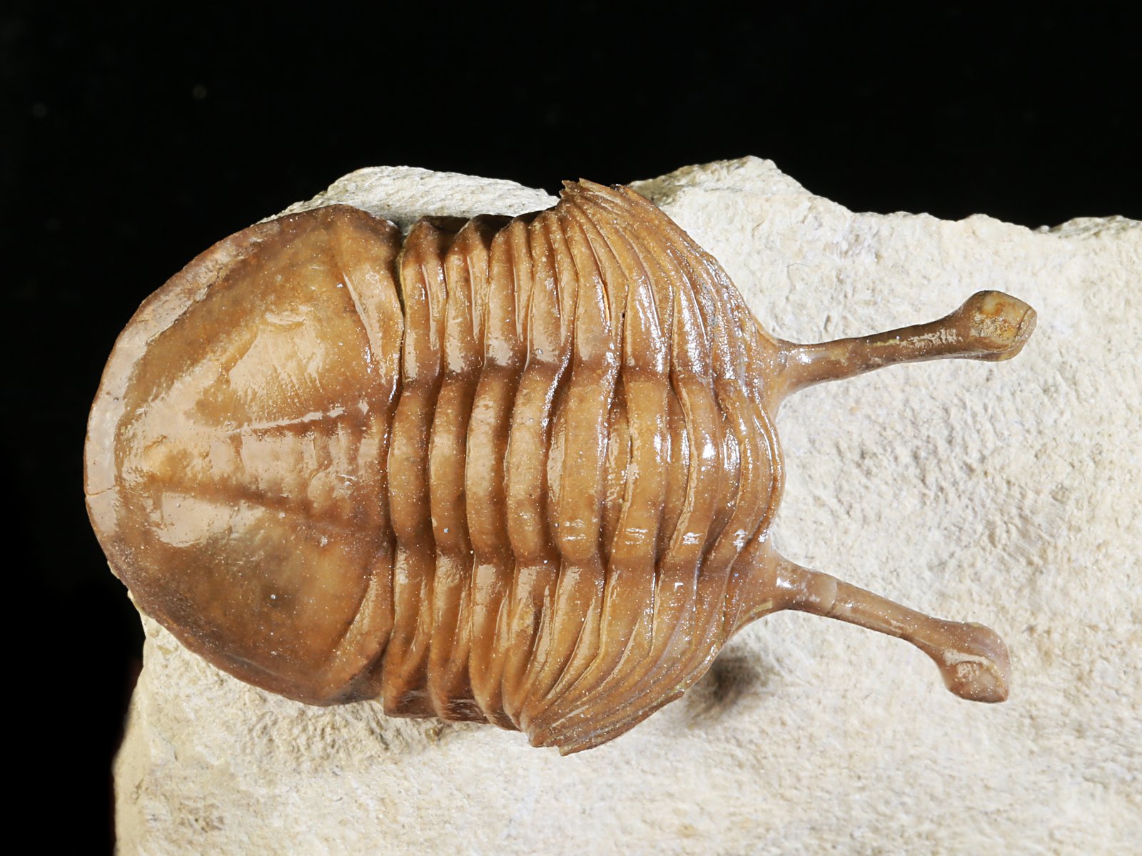 k 10929 2 Asaphus kowalewskii LAWROW 1868 - Image 3