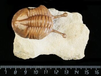 Asaphus kowalewskii LAWROW 1868