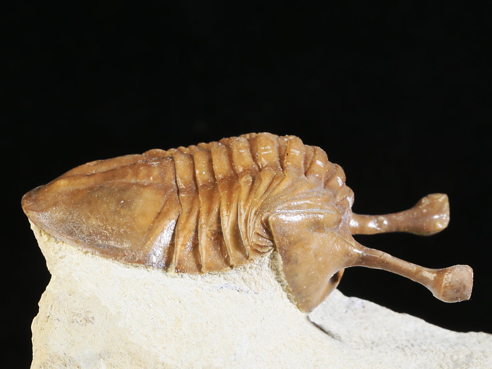 k 10929 4 Asaphus kowalewskii LAWROW 1868 - Image 5