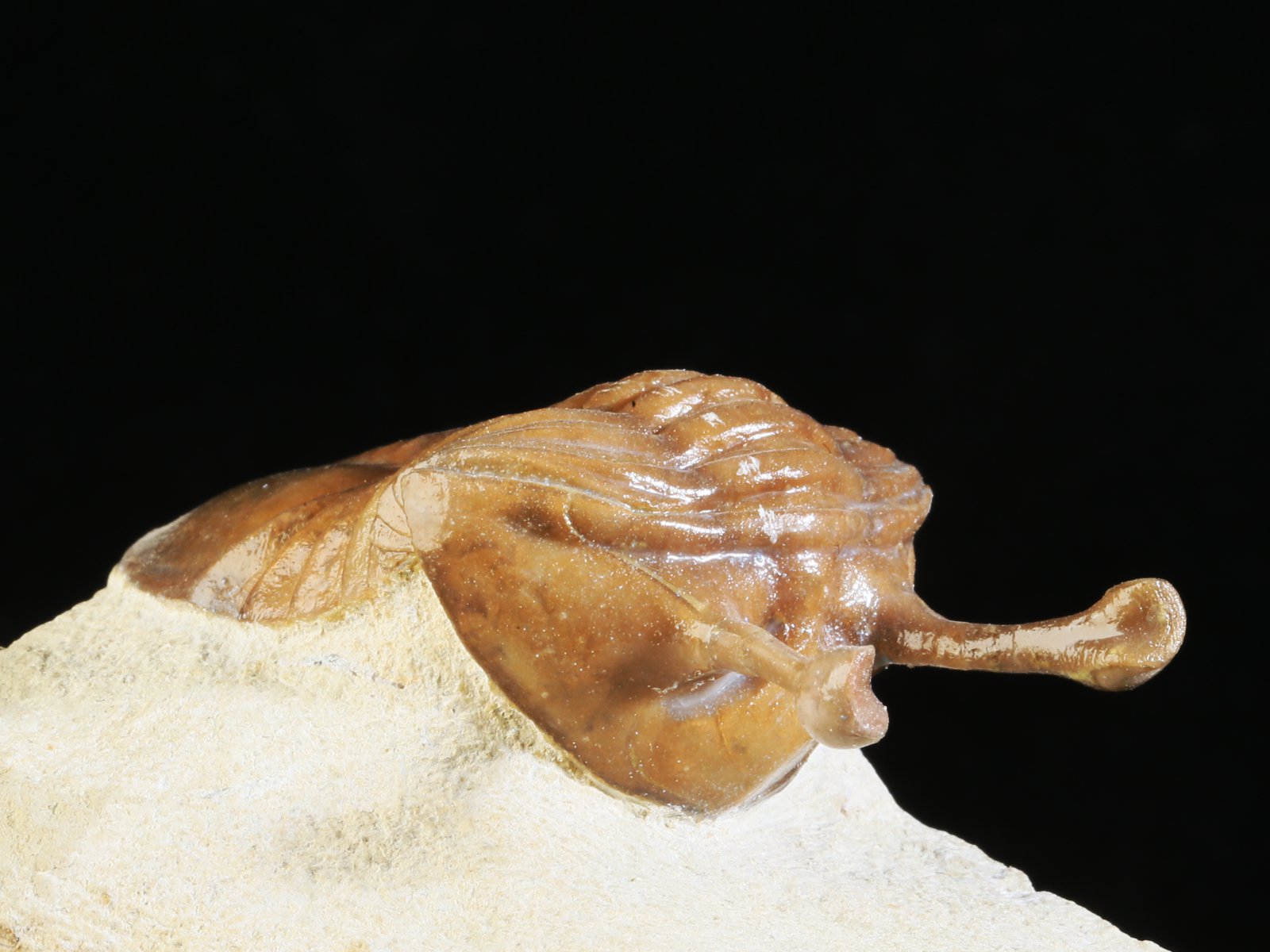 k 10929 5 Asaphus kowalewskii LAWROW 1868 - Image 6