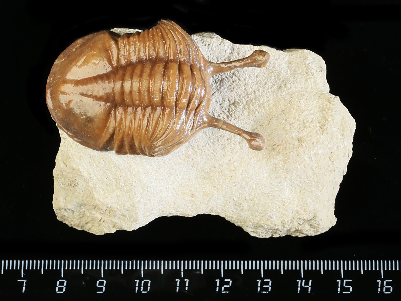 k 10929 Asaphus kowalewskii LAWROW 1868