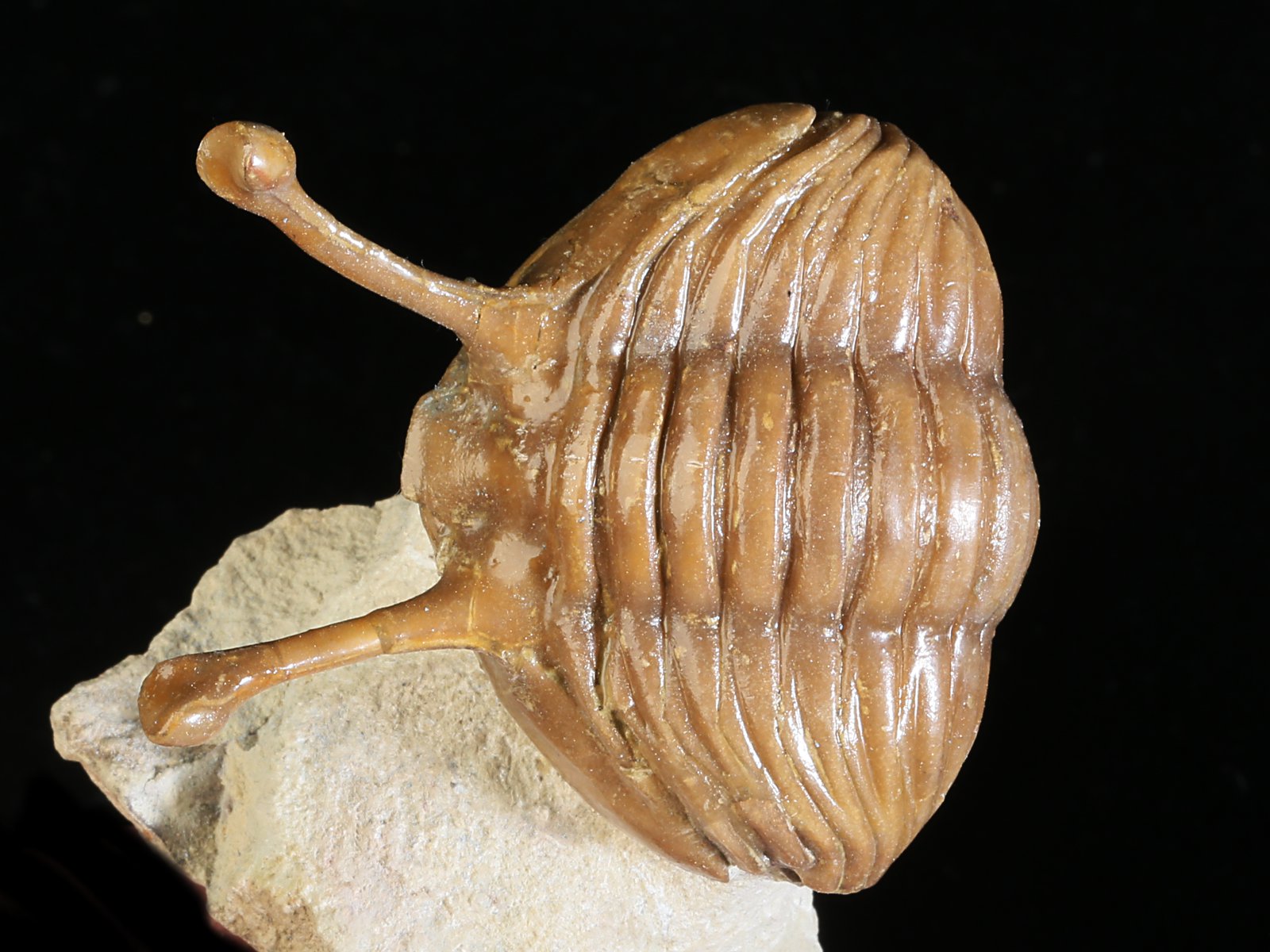 k 10930 1 Asaphus kowalewskii LAWROW 1868 - Image 2
