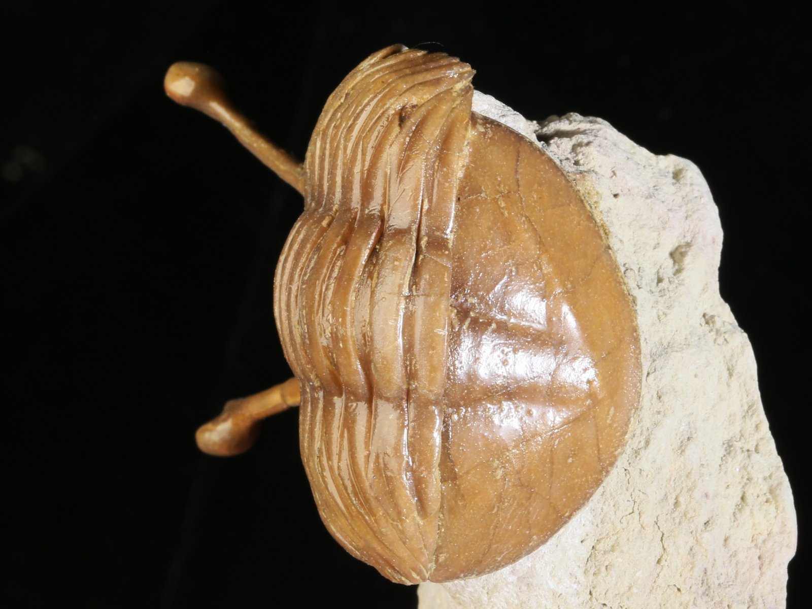 k 10930 3 Asaphus kowalewskii LAWROW 1868 - Image 4