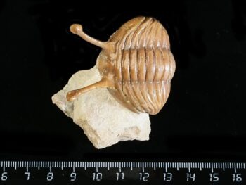 Asaphus kowalewskii LAWROW 1868