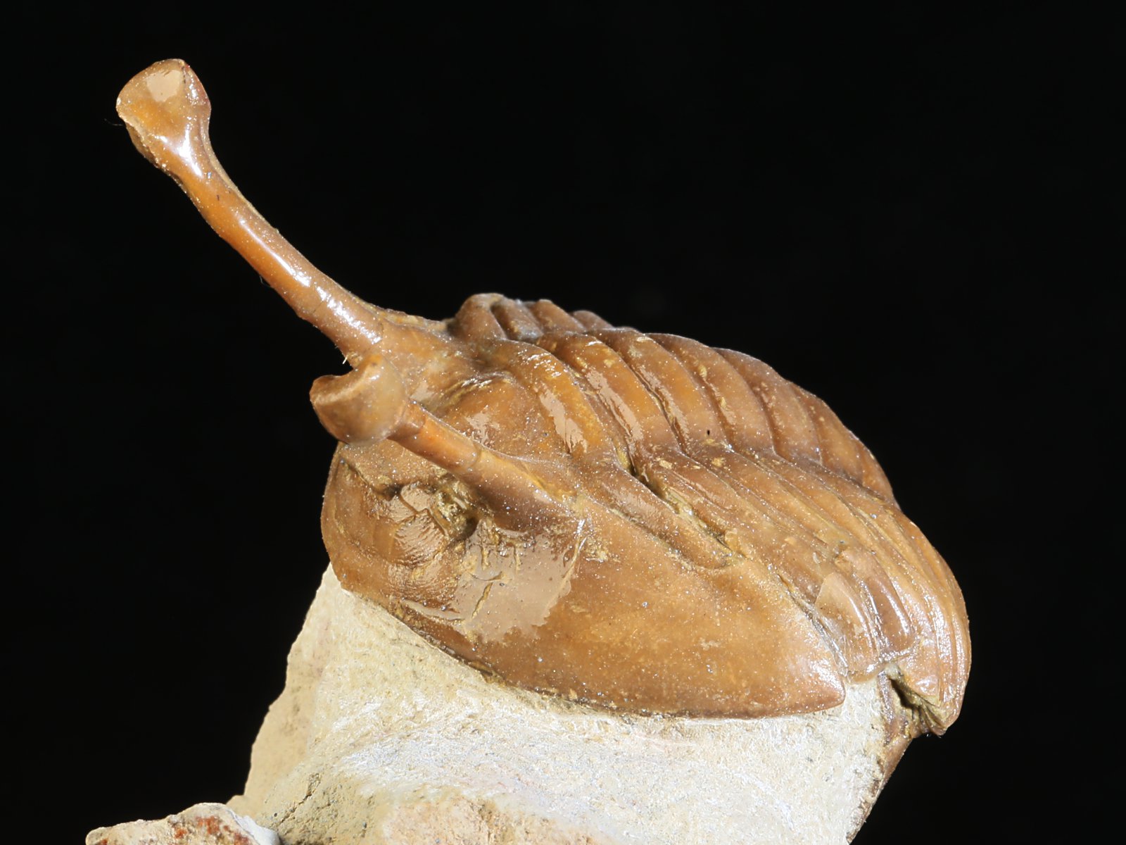 k 10930 5 Asaphus kowalewskii LAWROW 1868 - Image 6