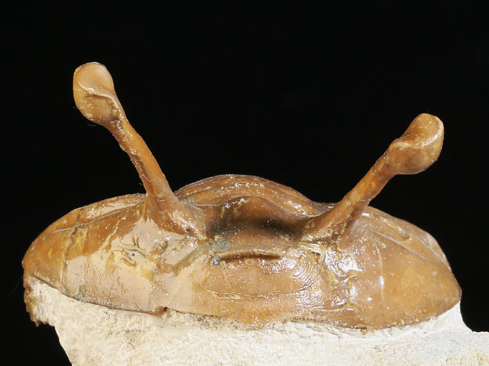 k 10930 6 Asaphus kowalewskii LAWROW 1868 - Image 7