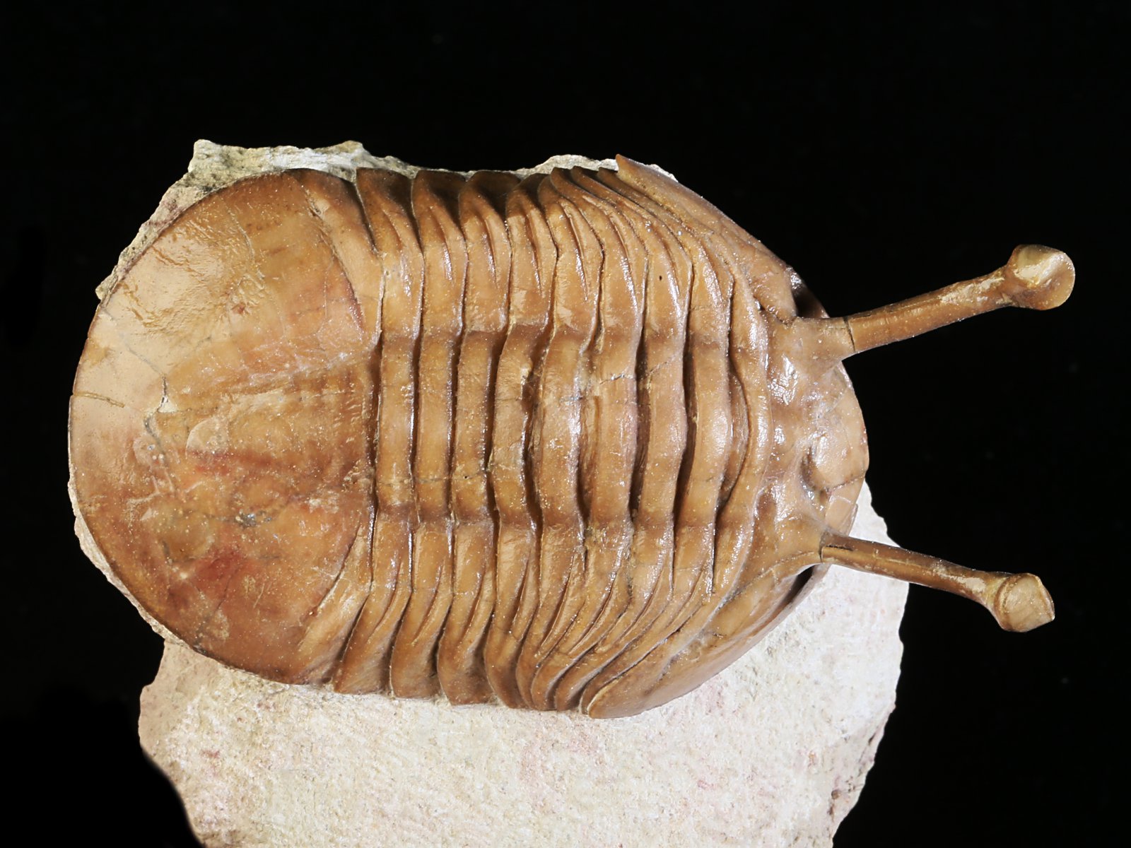 k 10931 1 Asaphus kowalewskii LAWROW 1868 - Image 2