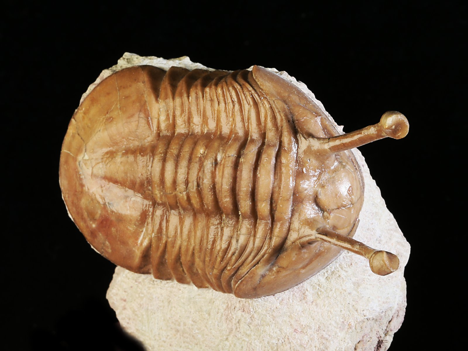 k 10931 2 Asaphus kowalewskii LAWROW 1868 - Image 3
