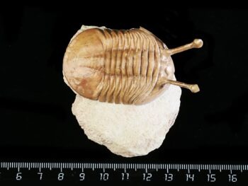 Asaphus kowalewskii LAWROW 1868