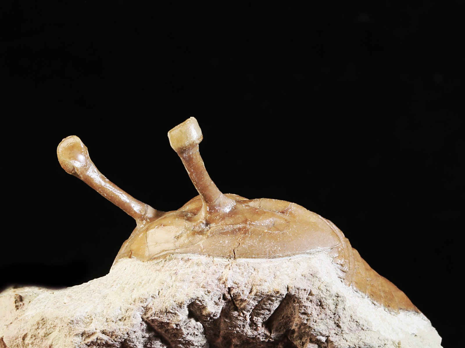 k 10931 6 Asaphus kowalewskii LAWROW 1868 - Image 7