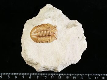Asaphus kowalewskii LAWROW 1868