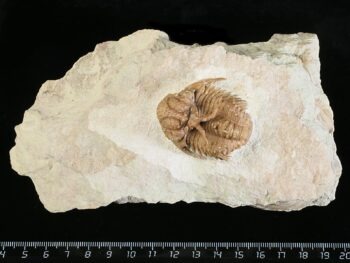 Hoplolichoides conicotuberculatus (NIESZKOWSKI 1859)