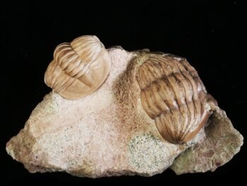 Niobe frontalis (DALMAN 1827) with fragment of Asaphus sp. (expansus-?).