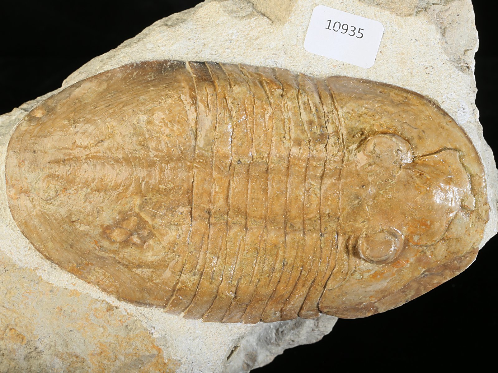 ps 10935 1 Pseudoasaphinus tecticaudatus (STEINHARDT 1874) - Image 2