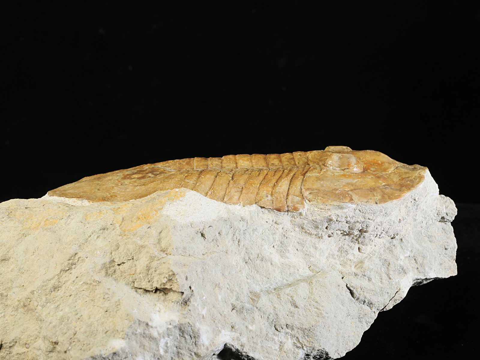 ps 10935 2 Pseudoasaphinus tecticaudatus (STEINHARDT 1874) - Image 3