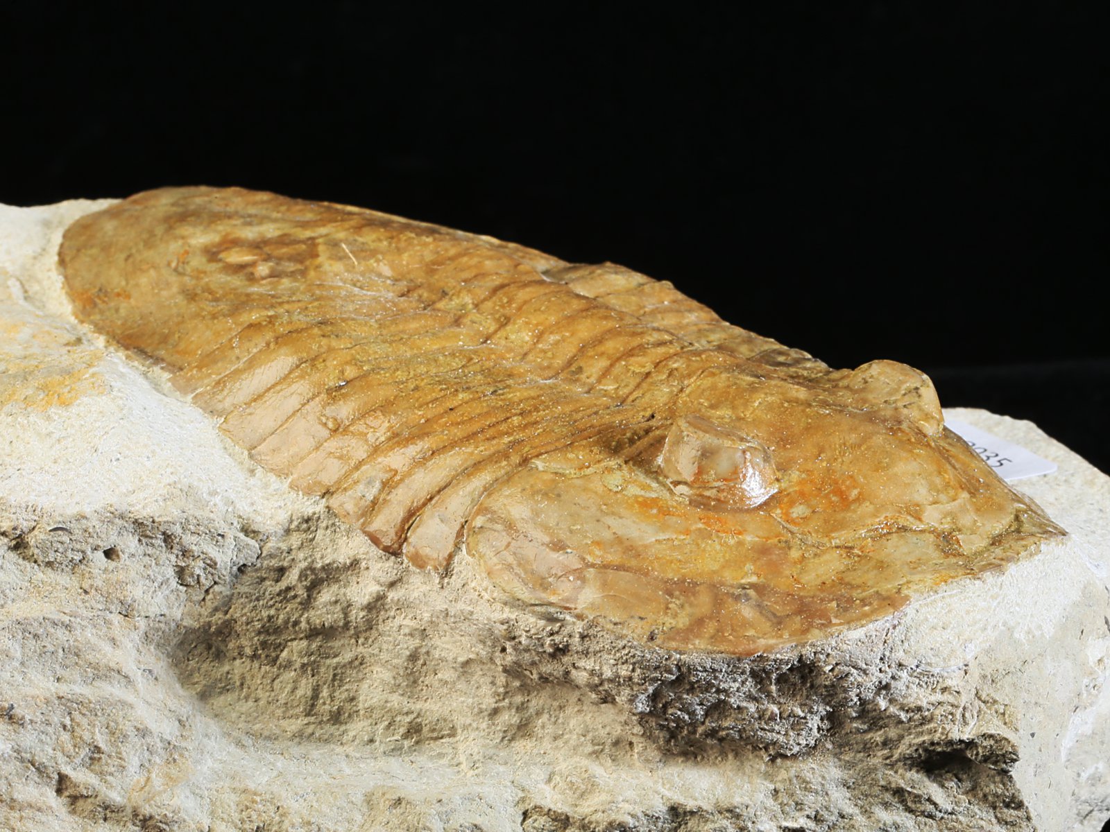 ps 10935 3 Pseudoasaphinus tecticaudatus (STEINHARDT 1874) - Image 4