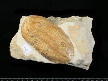 Pseudoasaphinus tecticaudatus (STEINHARDT 1874)