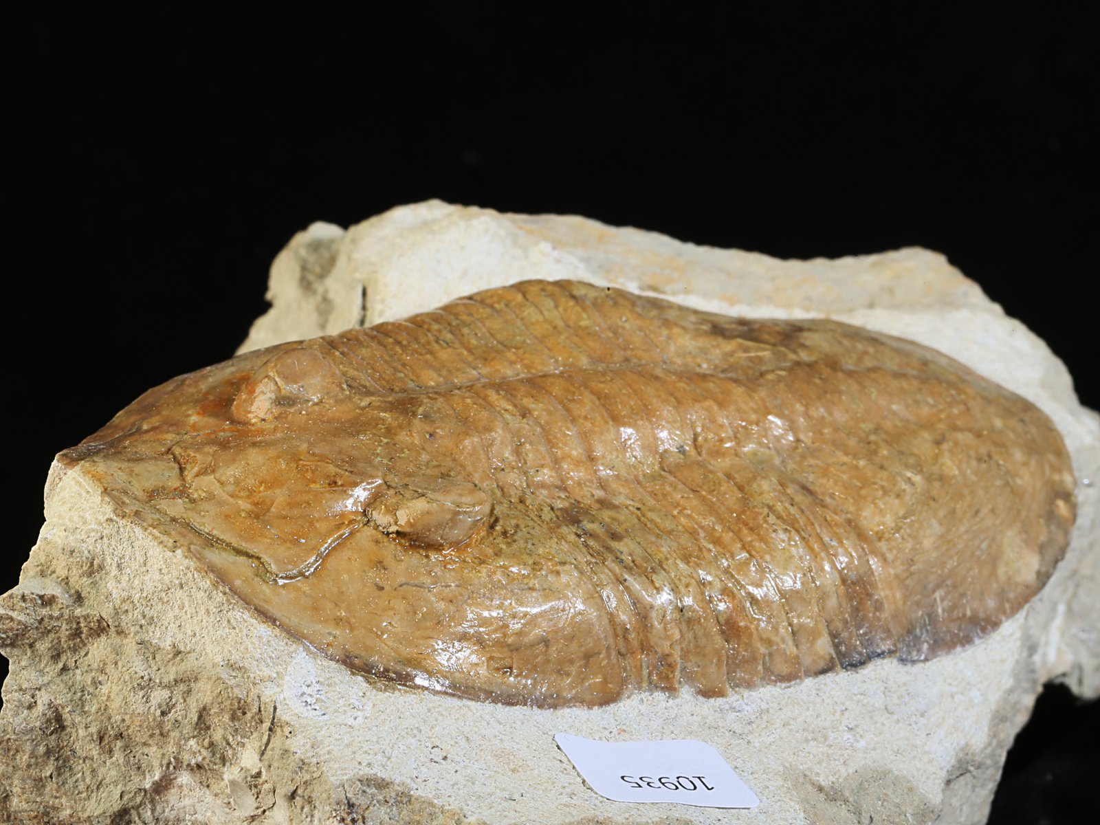 ps 10935 5 Pseudoasaphinus tecticaudatus (STEINHARDT 1874) - Image 6