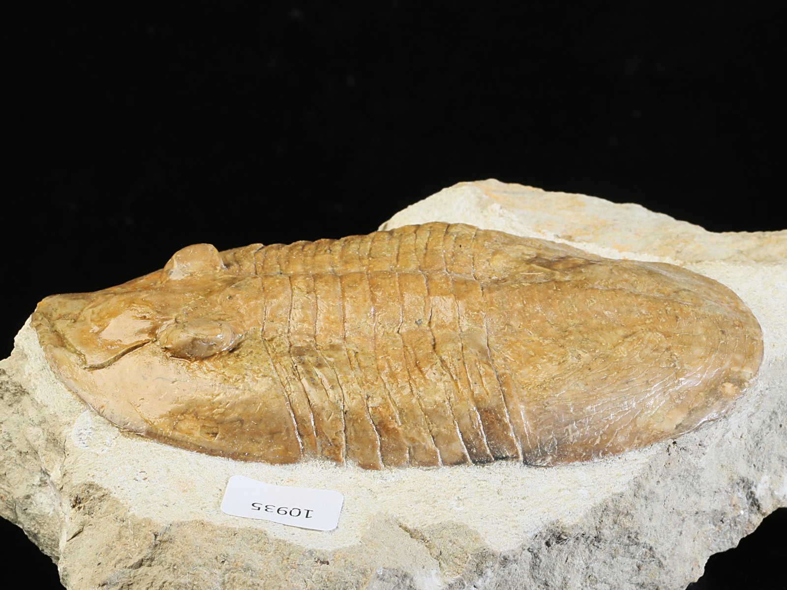 ps 10935 6 Pseudoasaphinus tecticaudatus (STEINHARDT 1874) - Image 7