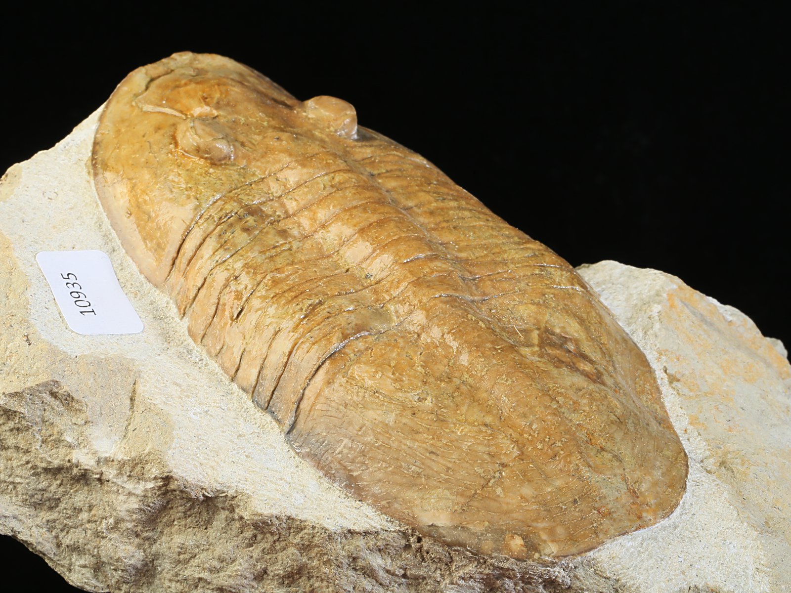 ps 10935 7 Pseudoasaphinus tecticaudatus (STEINHARDT 1874) - Image 8