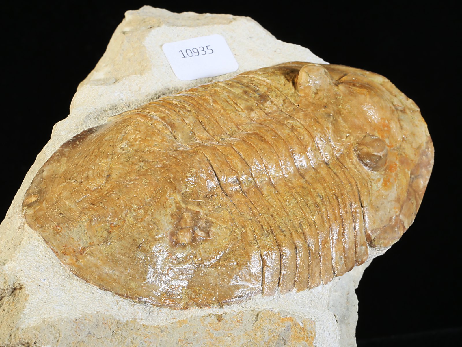 ps 10935 8 Pseudoasaphinus tecticaudatus (STEINHARDT 1874) - Image 9