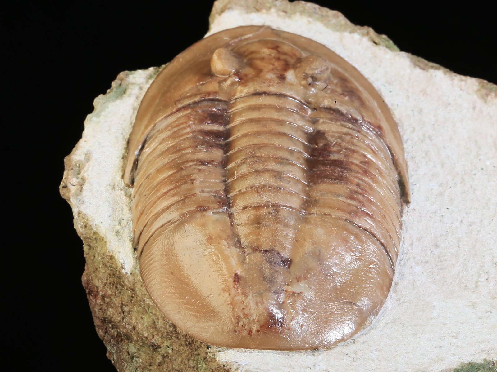 ps 10969 10 Ptychopyge rossica BALASHOVA 1964 - Image 11