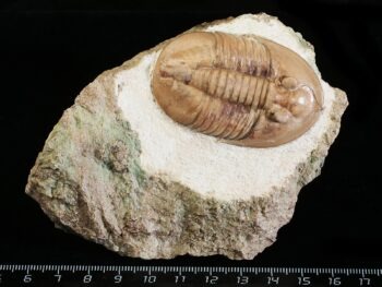 Ptychopyge rossica BALASHOVA 1964