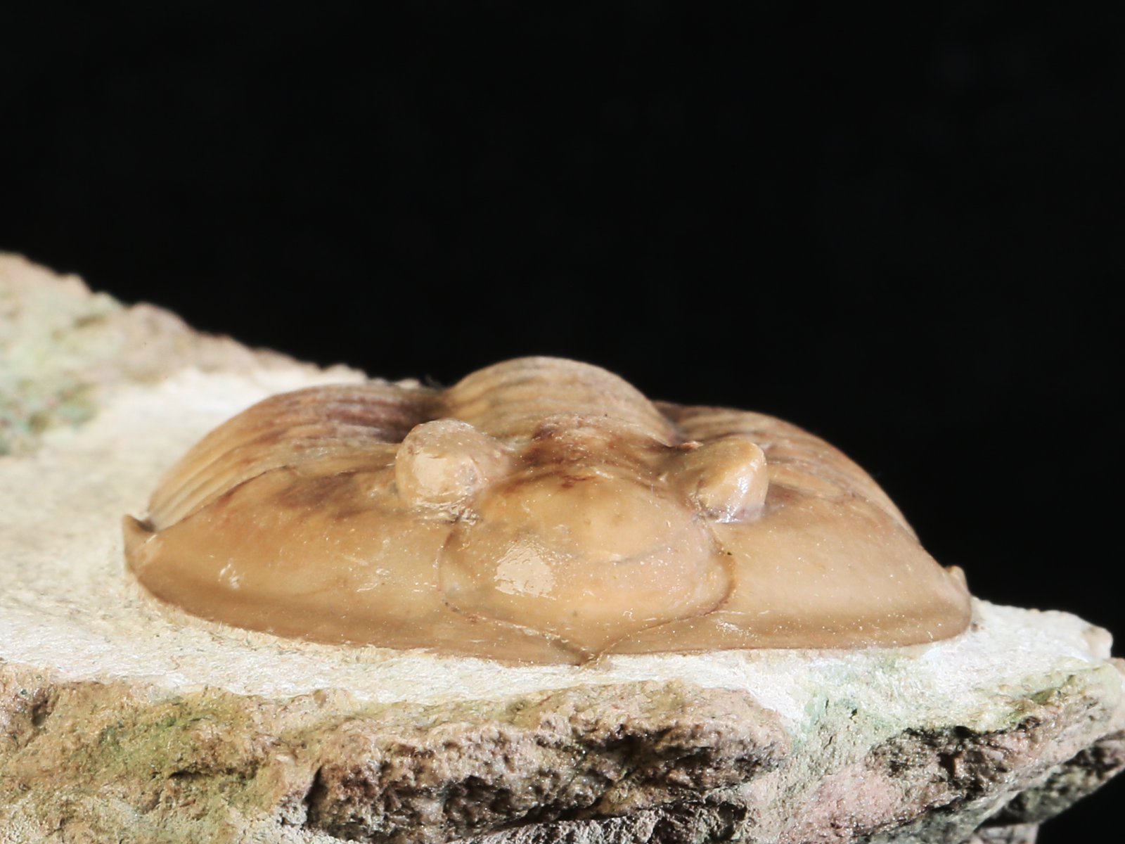 ps 10969 5 Ptychopyge rossica BALASHOVA 1964 - Image 6