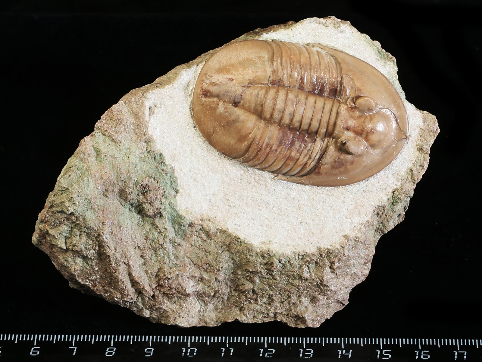 ps 10969 Ptychopyge rossica BALASHOVA 1964