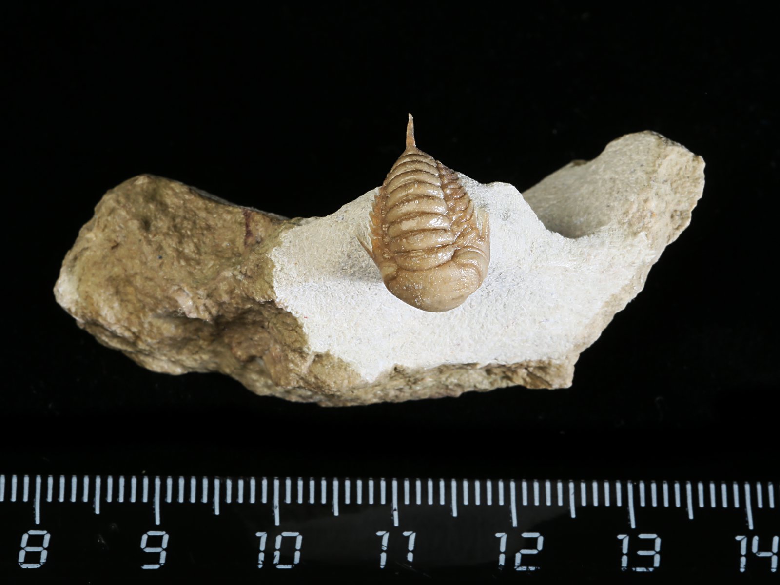 rmp 10936 1 Remopleurides nanus (LEUCHTENBERG 1843) - Image 2