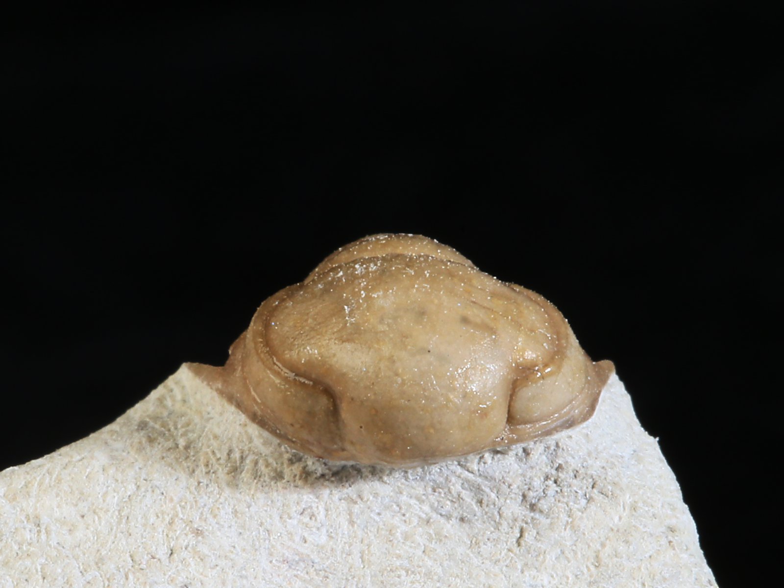 rmp 10936 10 Remopleurides nanus (LEUCHTENBERG 1843) - Image 11