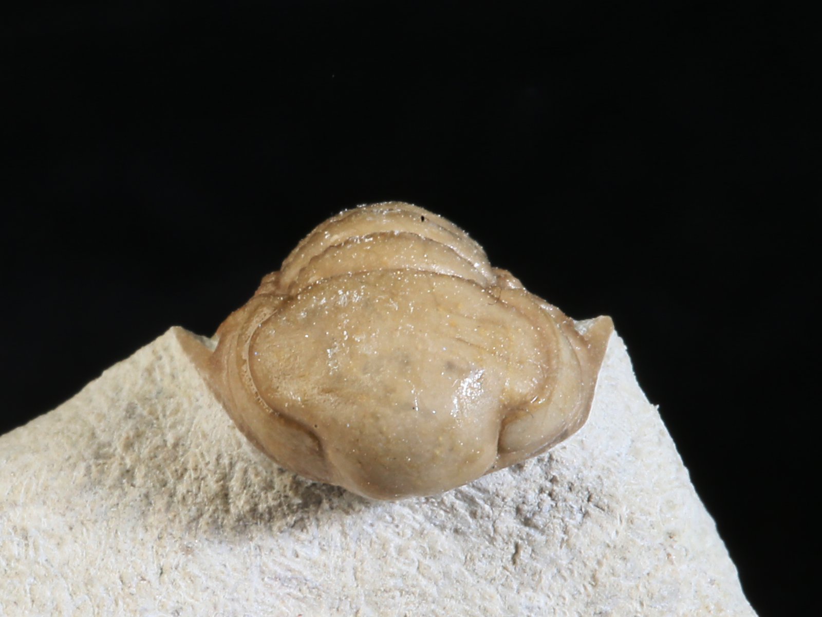 rmp 10936 11 Remopleurides nanus (LEUCHTENBERG 1843) - Image 12
