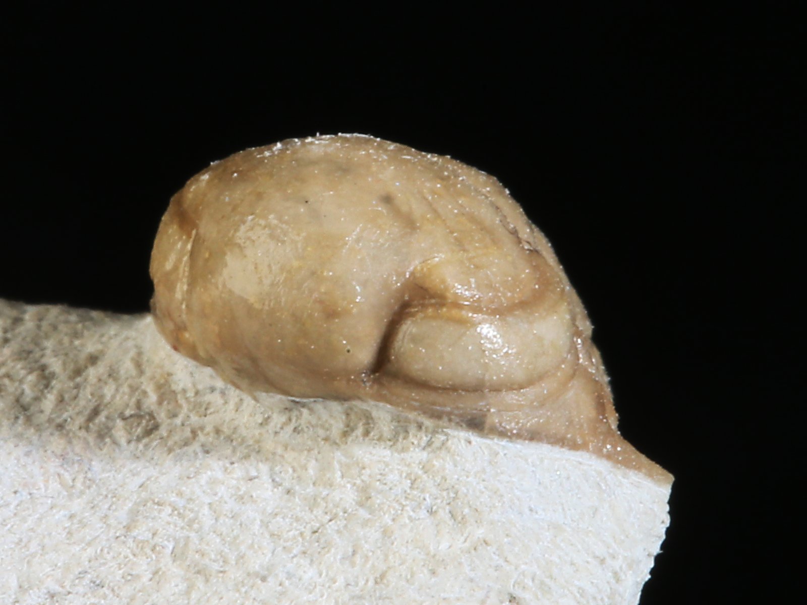 rmp 10936 12 Remopleurides nanus (LEUCHTENBERG 1843) - Image 13