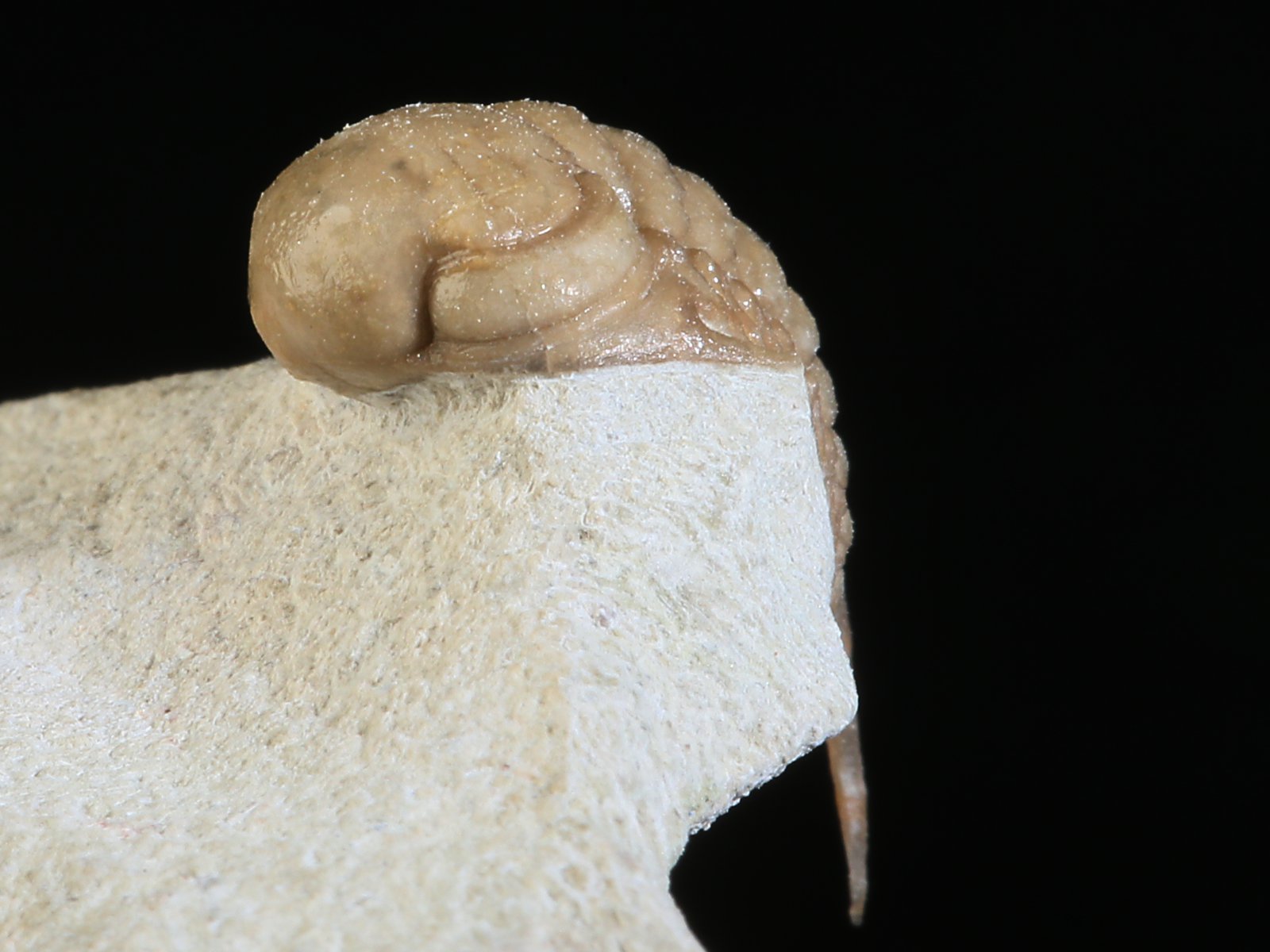 rmp 10936 13 Remopleurides nanus (LEUCHTENBERG 1843) - Image 14