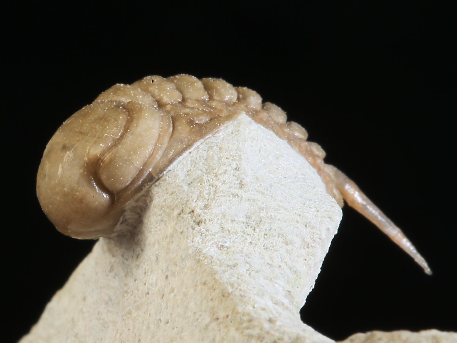 rmp 10936 14 Remopleurides nanus (LEUCHTENBERG 1843) - Image 15