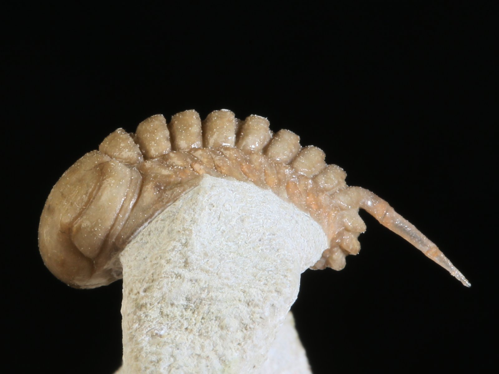 rmp 10936 15 Remopleurides nanus (LEUCHTENBERG 1843) - Image 16