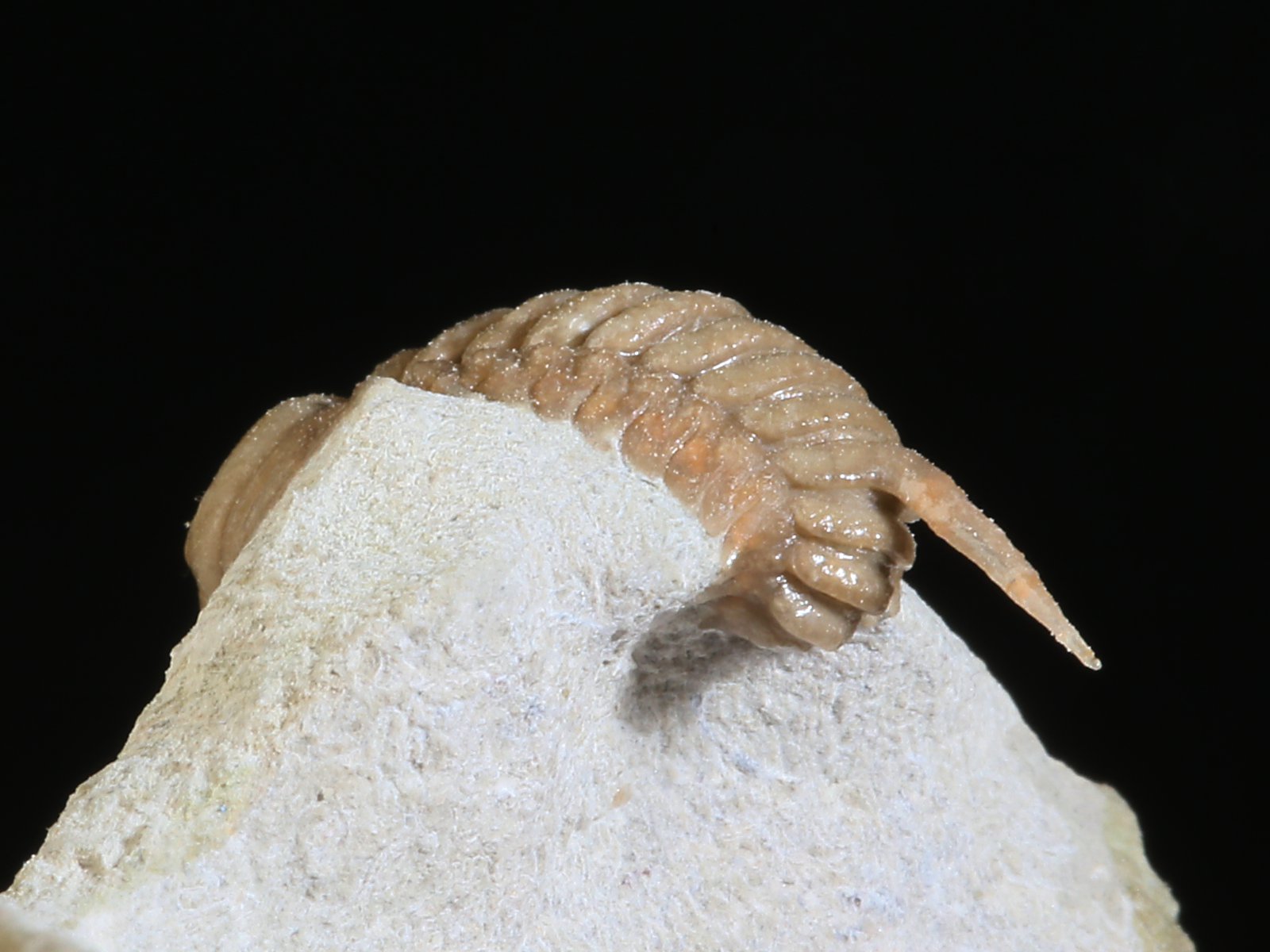 rmp 10936 16 Remopleurides nanus (LEUCHTENBERG 1843) - Image 17