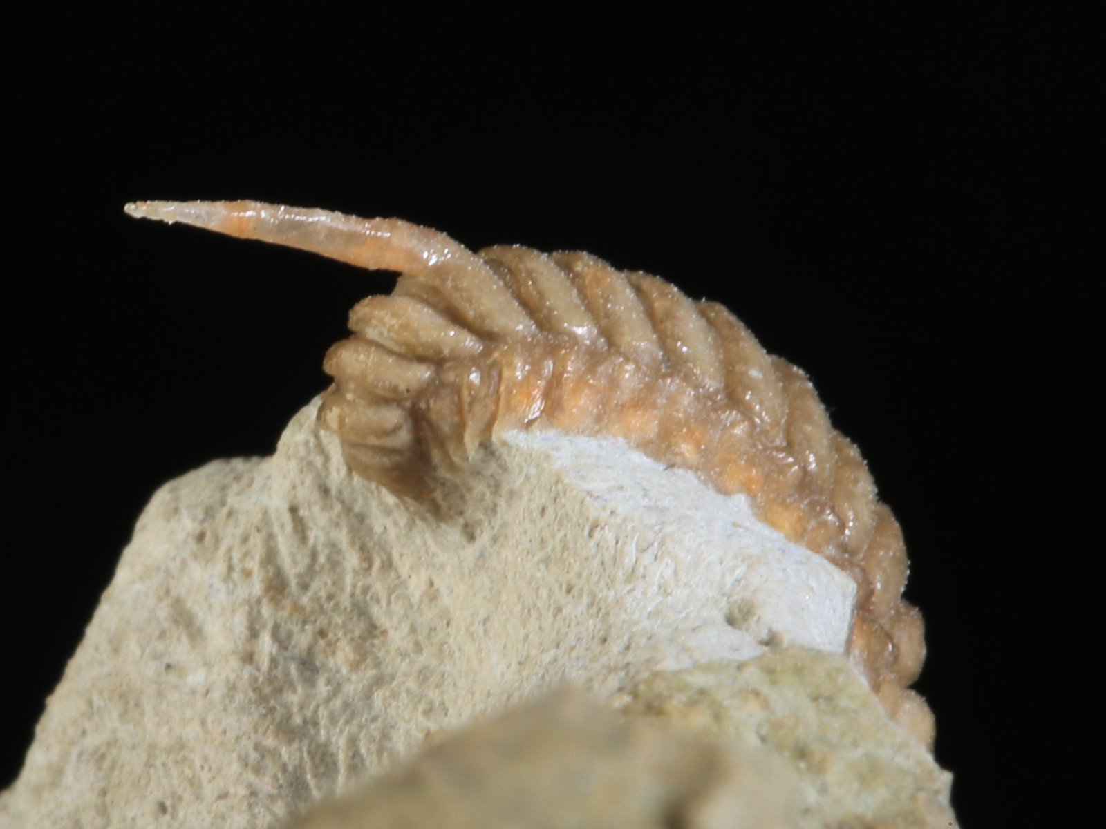rmp 10936 17 Remopleurides nanus (LEUCHTENBERG 1843) - Image 18