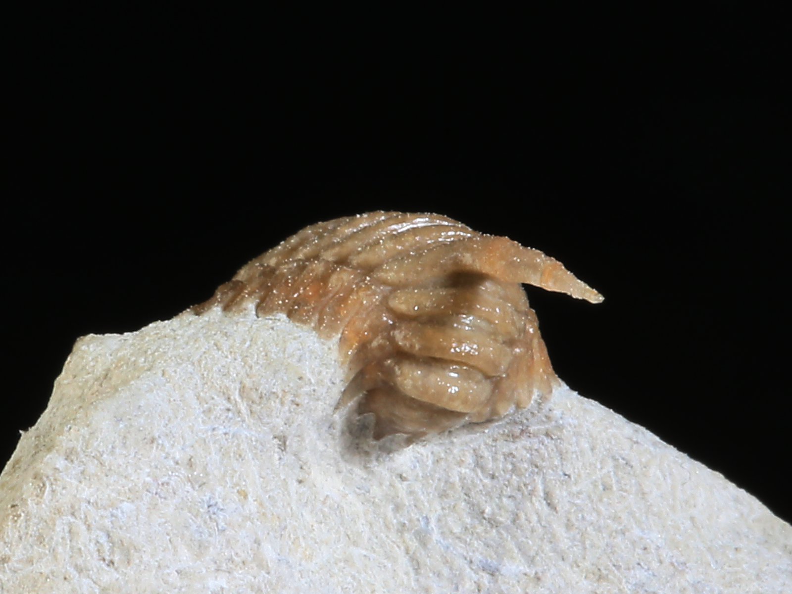 rmp 10936 18 Remopleurides nanus (LEUCHTENBERG 1843) - Image 19