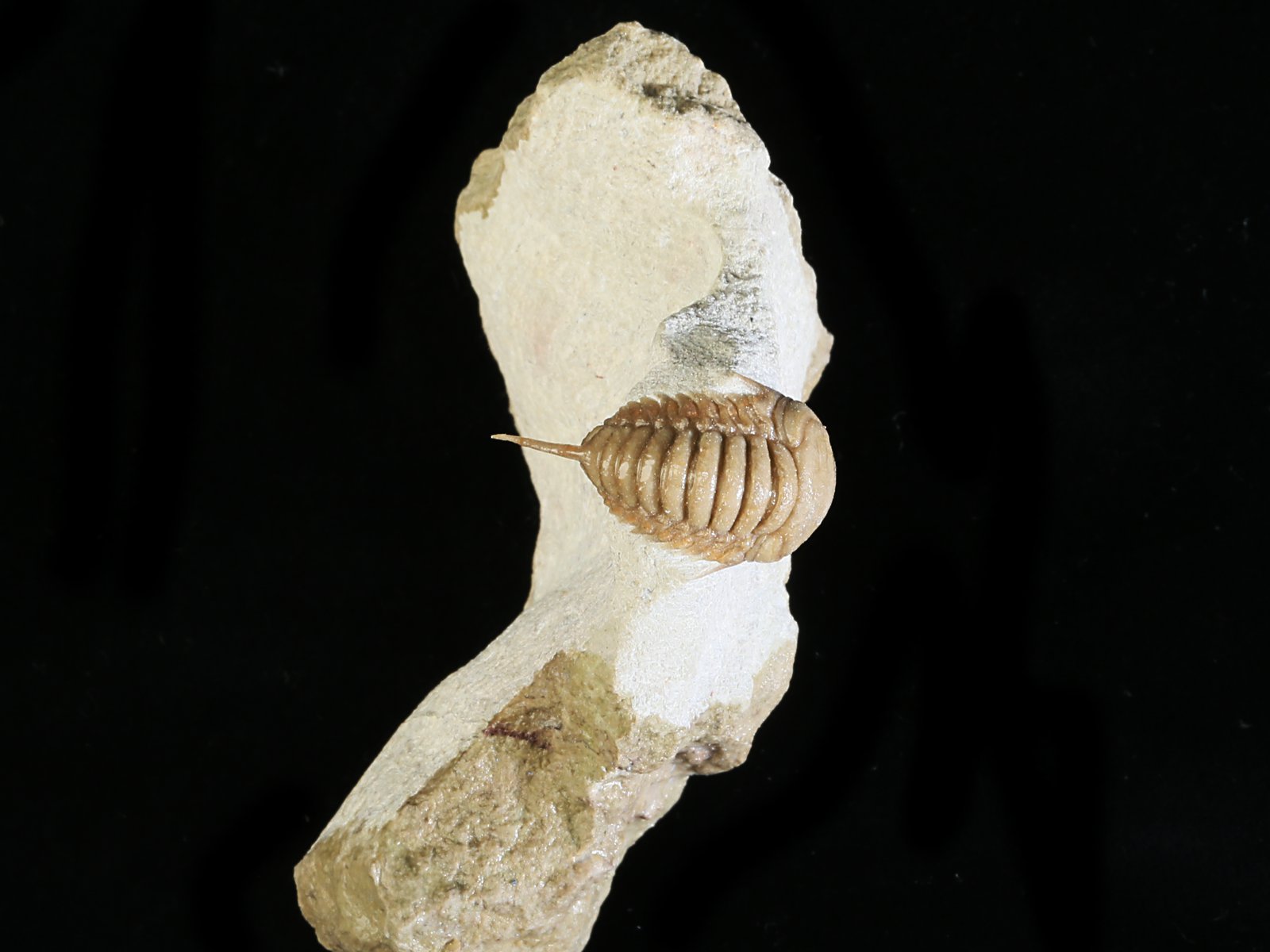 rmp 10936 2 Remopleurides nanus (LEUCHTENBERG 1843) - Image 3