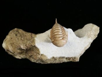 Remopleurides nanus (LEUCHTENBERG 1843)