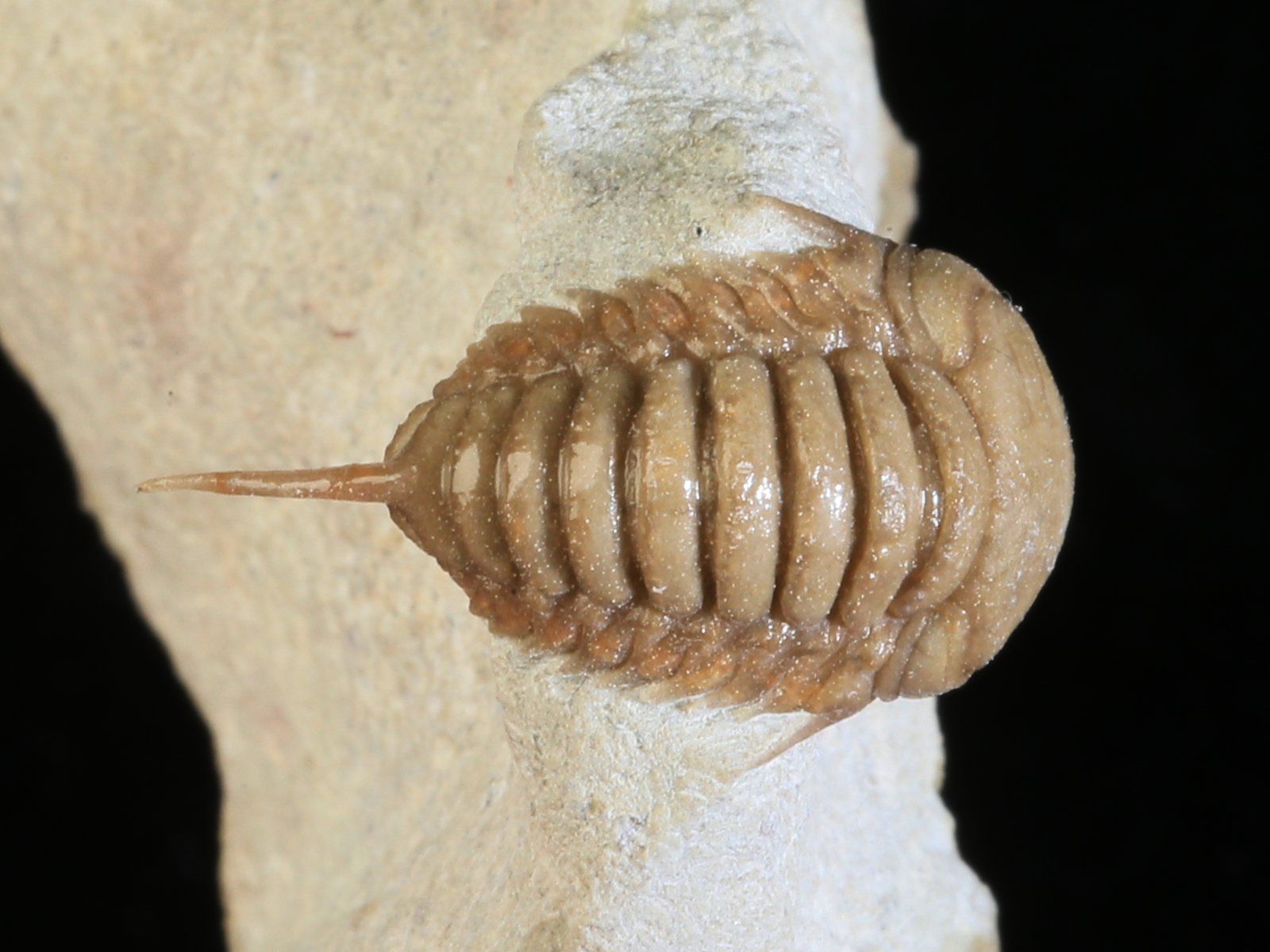 rmp 10936 4 Remopleurides nanus (LEUCHTENBERG 1843) - Image 5