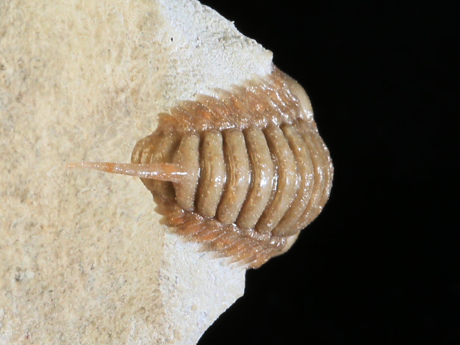 rmp 10936 5 Remopleurides nanus (LEUCHTENBERG 1843) - Image 6
