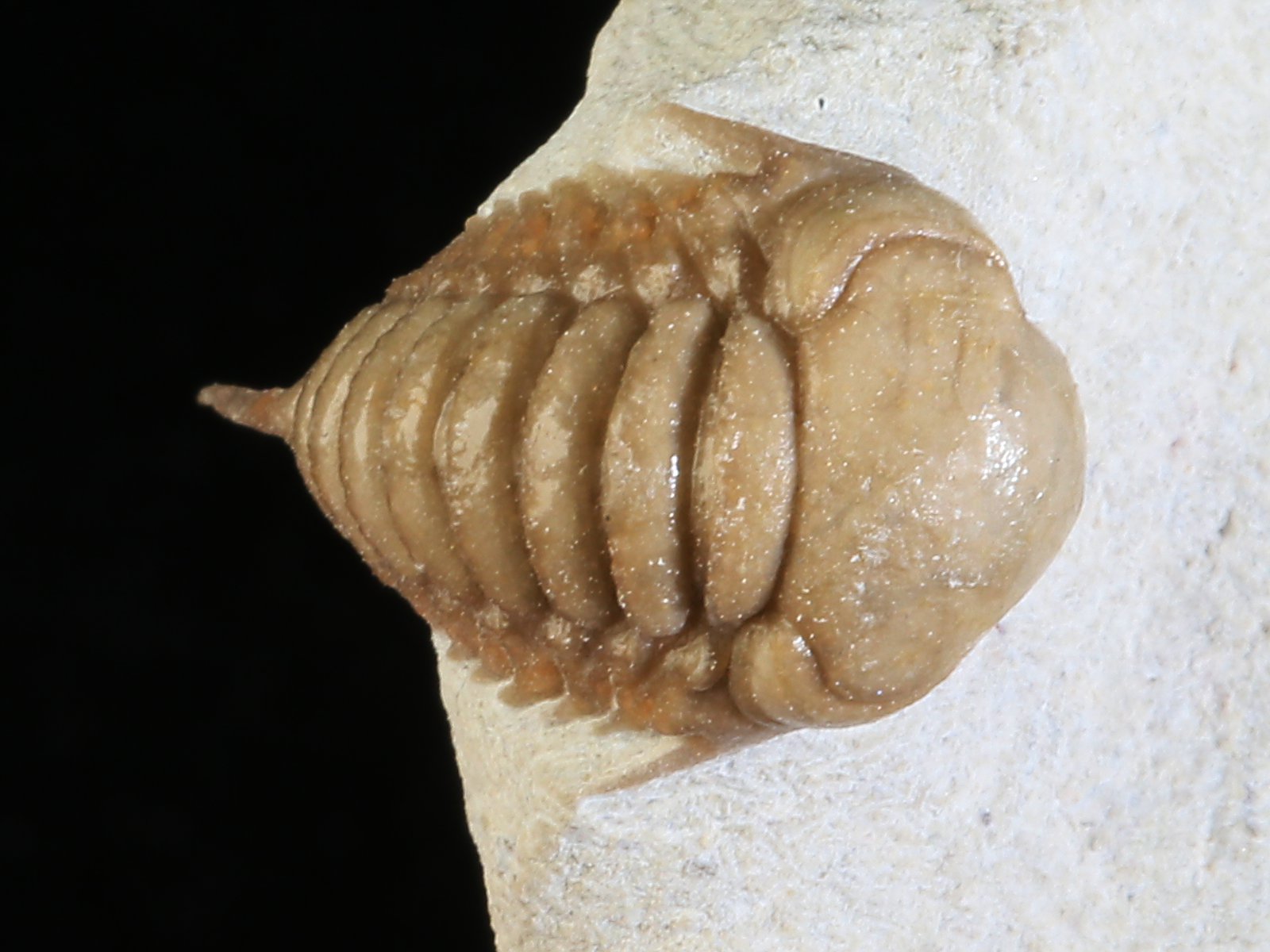 rmp 10936 6 Remopleurides nanus (LEUCHTENBERG 1843) - Image 7