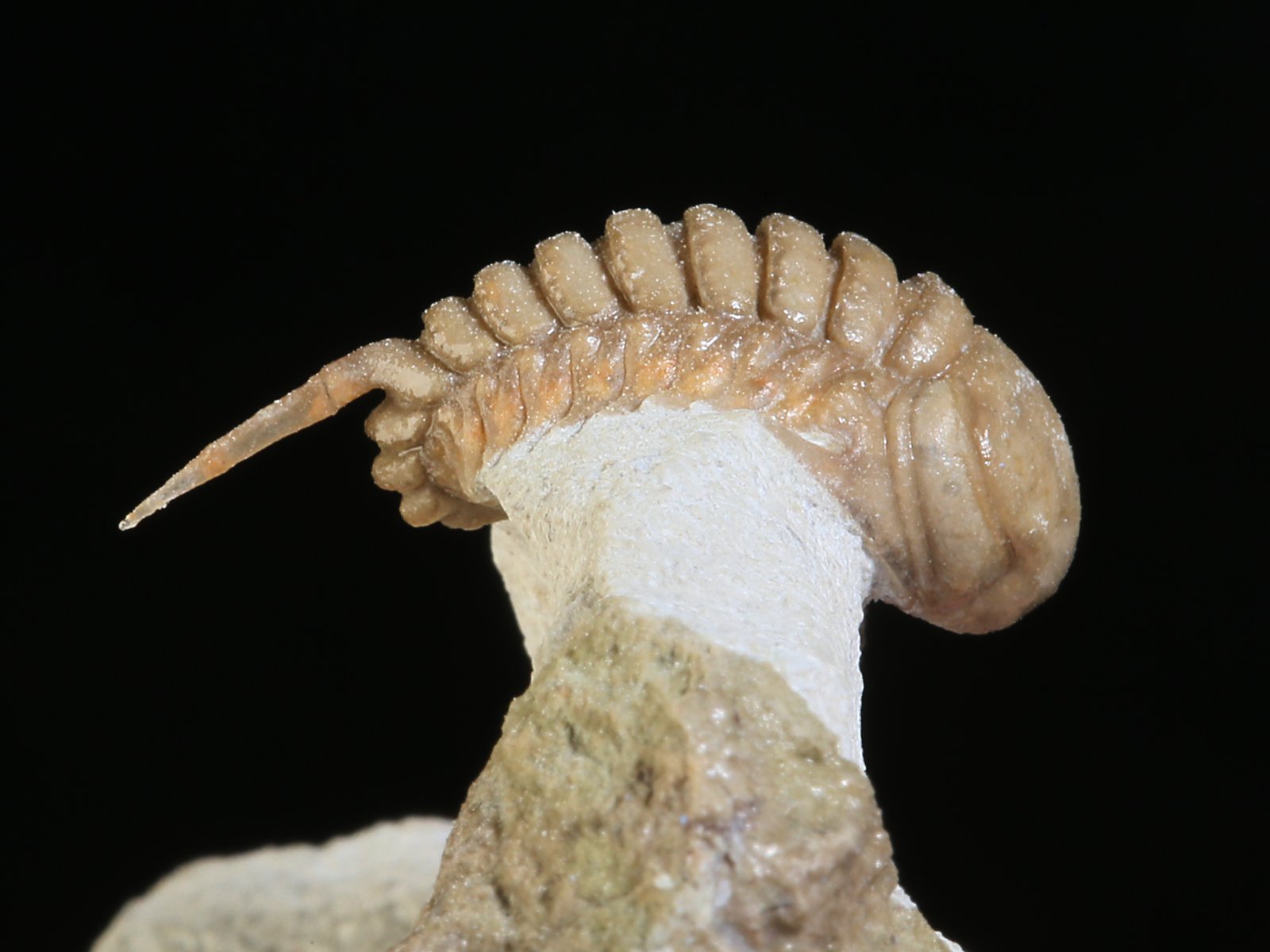 rmp 10936 7 Remopleurides nanus (LEUCHTENBERG 1843) - Image 8