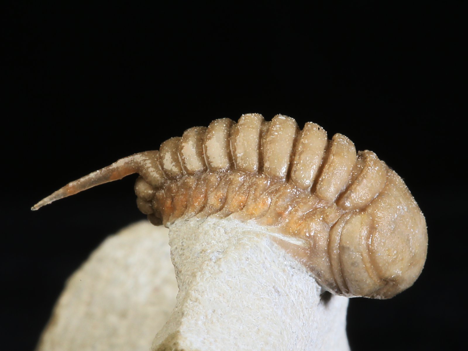 rmp 10936 8 Remopleurides nanus (LEUCHTENBERG 1843) - Image 9
