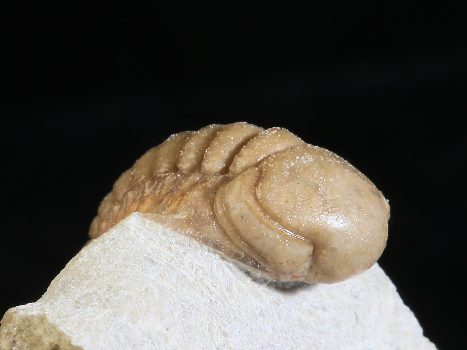 rmp 10936 9 Remopleurides nanus (LEUCHTENBERG 1843) - Image 10