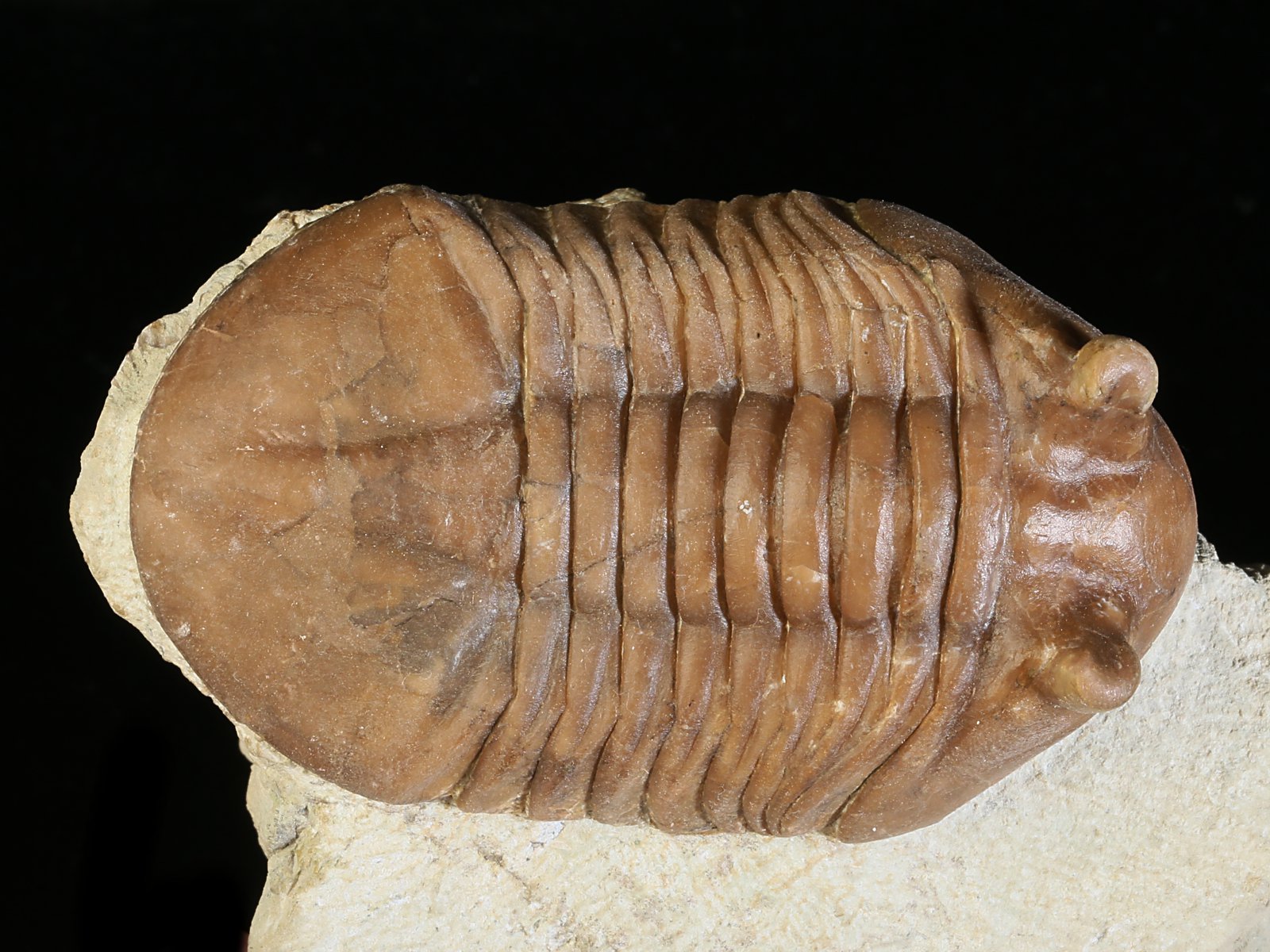 ac 10951 1 Asaphus cornutus PANDER 1830 - Image 2