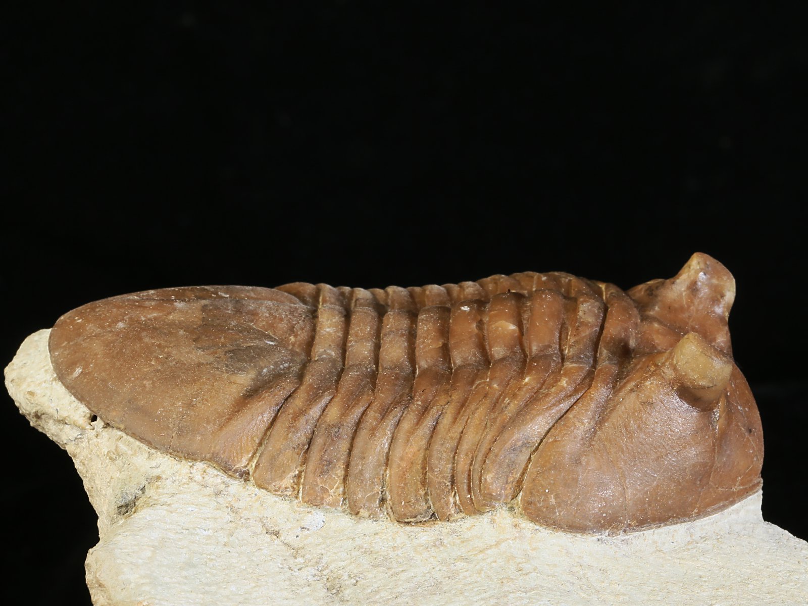 ac 10951 2 Asaphus cornutus PANDER 1830 - Image 3